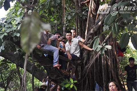 ... trèo lên cả cây cao để xem. 