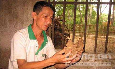 Cây cu li ở Tương Dương được thương lái mua với giá 10.000 đồng- 15.000 đồng/1kg. Ảnh N.Khoa