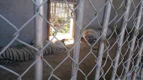 Một trong hai con hổ nuôi đã cướp đi cánh tay của chị Yến Một trong hai con hổ nuôi đã cướp đi cánh tay của chị Yến