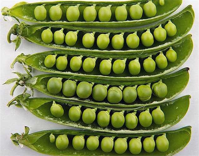 7. Đậu Hà Lan: là nguồn tuyệt vời của vitamin A, B, C và K và do đó nó thuộc top 10 loại rau có nhiều chất vitamin. Đậu xanh ít calo và là một loại rau được tiêu thụ phổ biến trên toàn cầu. 