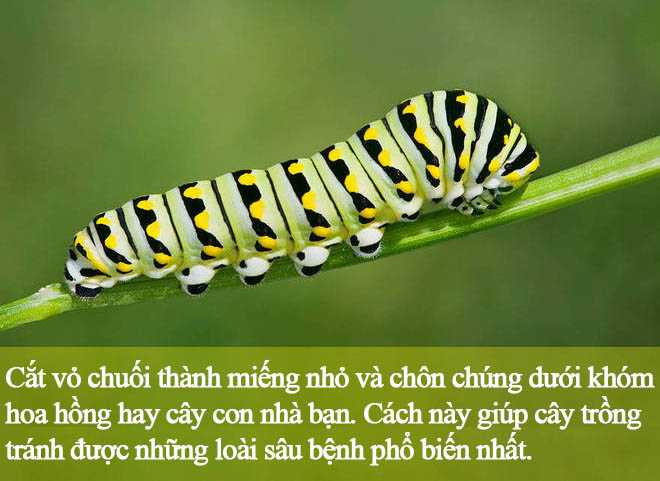 Infographic: Bất ngờ với 12 công dụng thần kì của chuối