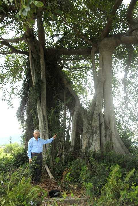 Ông Đặng Lang bên cây đa thần