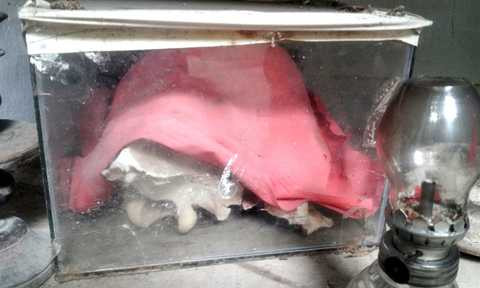 Bộ “thủ cốt” của ông cọp bạch được thờ trong khuôn viên miếu Ba Sứ.