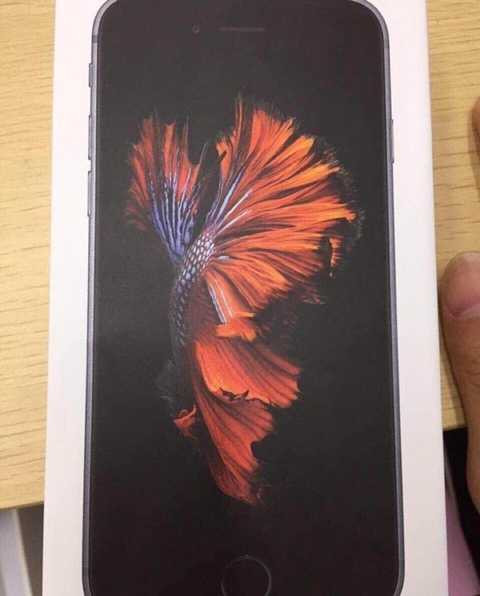 Biểu tượng cá Xiêm bơi lội rực rỡ và quyến rũ trên vỏ hộp