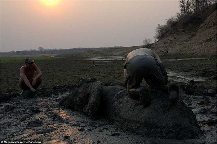 Hai người đàn ông chạy đua với thời gian để giải cứu voi trước khi trời tối