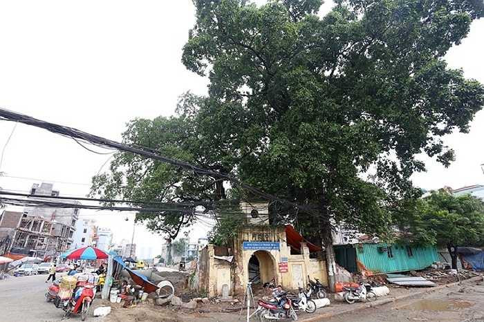 Trên tuyến đường này, đoạn qua cổng làng Nghĩa Đô (Cầu Giấy) có một cây đa cao hơn 20 m, tán rộng hơn 100 m2, nằm án ngữ. Theo bà Hương, người bán nước ở đây cho biết, cách đây 50 năm, các cụ đã kể lại cây đa này hơn 100 tuổi. 'Cây như linh hồn của cả khu dân cư nên việc giữ lại để bảo tồn là việc làm đúng đắn của Hà Nội', bà Hương nói.