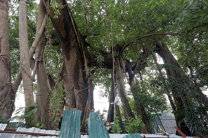 Ngoài thân chính đường kính hơn 2 m, cây có 5-6 rễ phụ, có rễ vừa hai người lớn ôm.