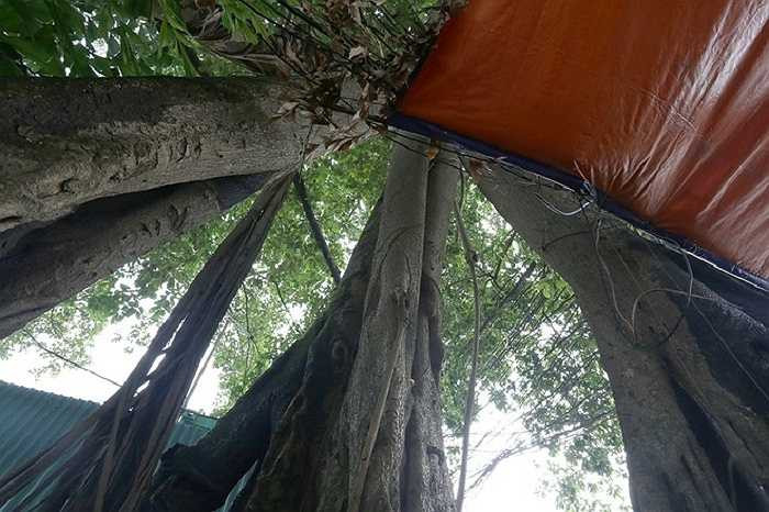 3 rễ phụ của cây nằm cách thân chính hơn 2 m, cũng có chiều cao hơn 20 m và tán rộng vài chục mét. Ông Nguyễn Văn Hiền ở Nghĩa Đô (Cầu Giấy) cho hay, cây đa gắn liền với tuổi thơ của biết bao thế hệ. 'Khi còn nhỏ, tôi cùng nhóm bạn vui đùa dưới gốc cây, những trò chơi dân gian, đến giờ gần đất xa trời rồi nhưng trong tâm niệm lúc nào cũng muốn cây này mãi trường tồn với thời gian để che trở cho dân làng', ông Hiền nói.