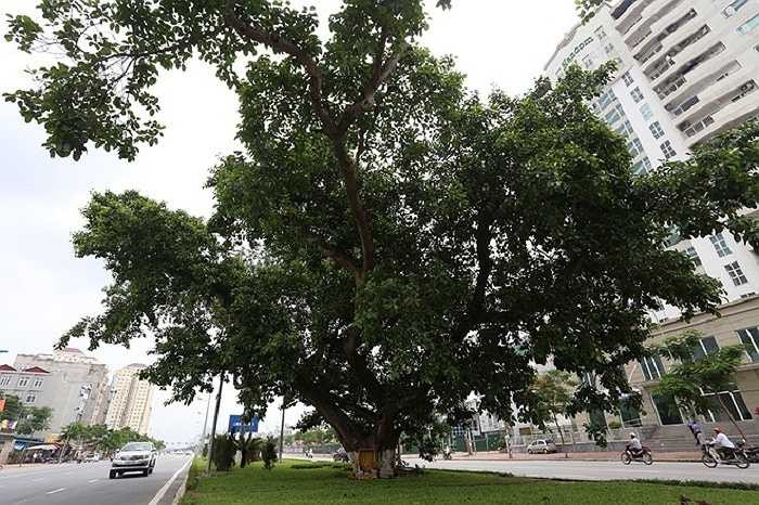 Trên đường Võ Chí Công, cách cây đa cổ thụ ở làng Nghĩa Đô khoảng hơn một km có một cây đa khác nhỏ hơn cũng được giữ lại ở dải phân cách giữa. Trao đổi với PV, ông Vũ Hà, Giám đốc Ban Quản lý dự án đầu tư đầu tư và phát triển giao thông đô thị (đại diện chủ đầu tư) cho biết, khi lập dự án cách đây 4-5 năm nay, đơn vị đã tính toán đến phương án tối ưu nhất để bảo tồn những cây đa cổ thụ này và việc giữ lại những cây đa không ảnh hưởng đến giao thông cũng như phát sinh thêm chi phí GPMB.