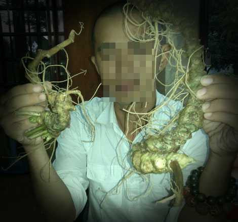 Củ sâm Ngọc Linh thật còn nguyên thân lá và củ ráy được mông má thành sâm Ngọc Linh rừng nhiều năm tuổi có giá trên 70 triệu đồng/kg. Củ sâm Ngọc Linh thật còn nguyên thân lá và củ ráy được mông má thành sâm Ngọc Linh rừng nhiều năm tuổi có giá trên 70 triệu đồng/kg.