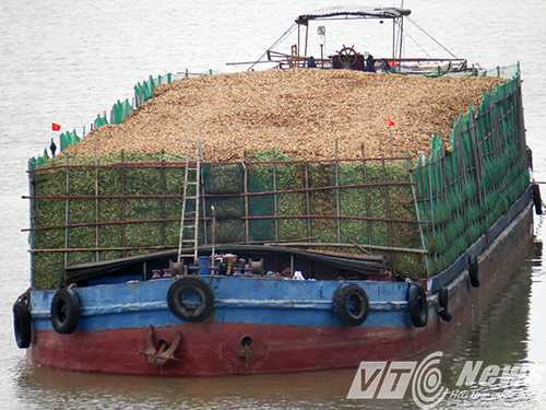 Tàu chở dăm gỗ - Ảnh MK Tàu chở dăm gỗ - Ảnh MK