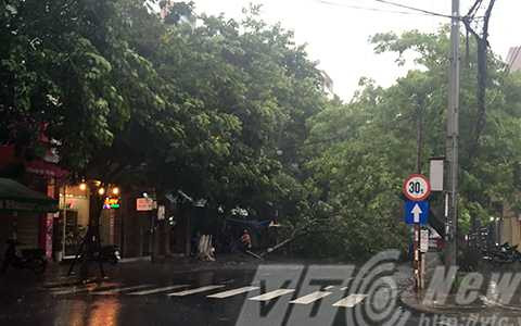 Nhiều cây cổ thụ bật gốc do mưa bão.