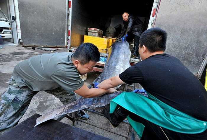 Nhóm ngư dân này cho biết, vào mùa thu năm ngoái, tại Thanh Đảo cũng có người bắt được một con cá kiếm khổng lồ có trọng lượng là 186.8kg. Tuy nhiên năm nay họ đã cực kỳ bất ngờ khi trọng lượng của con cá mình bắt được gần gấp đôi con cá kỷ lục năm ngoái.