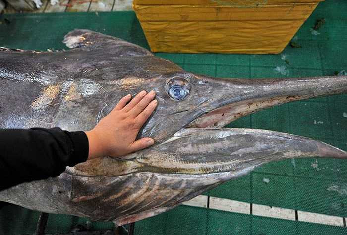 Được biết, con cá kiếm khủng này đã tiến vào vùng biển Hoàng Hải và bị các ngư dân phát hiện, đành bỏ mạng tại nơi này.