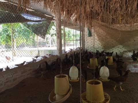 Cận cảnh khu nông trại nuôi gà sạch của chuỗi nhà hàng Kampong