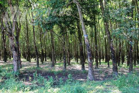 Mảnh đất nơi cả nhà ông Ba Đồng bị giết năm xưa, giờ chỉ còn là rừng cao su xanh tốt, không một dấu tích