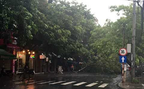 Nhiều cây cối bật gốc do mưa lớn tại Đà Nẵng. Nhiều cây cối bật gốc do mưa lớn tại Đà Nẵng.