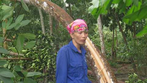 Vườn cao su của người dân bị lốc cuốn gãy.