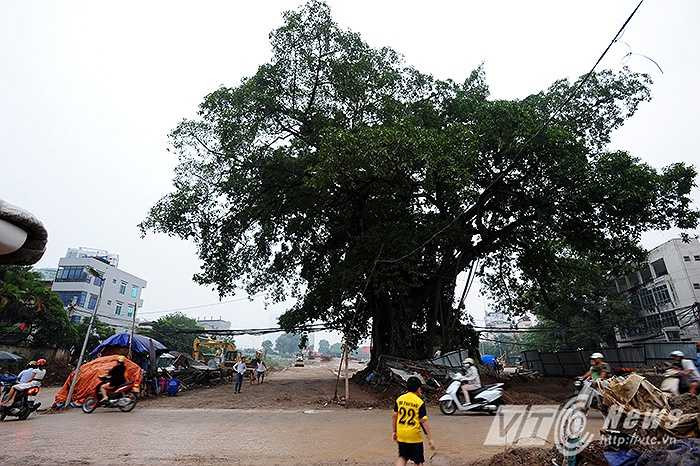 Dự án giao thông có vốn đầu tư hơn 6.000 tỉ đồng này được thiết kế để ‘né’ cây đa trăm tuổi của làng Nghĩa Đô (Cầu Giấy, Hà Nội). 