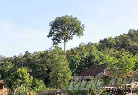 Cây tổ ong khổng lồ trồi hẳn lên khỏi tán rừng 