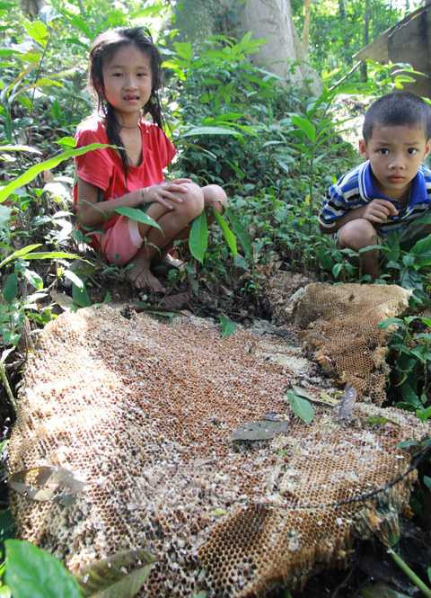 Tổ ong rụng la liệt dưới đất 