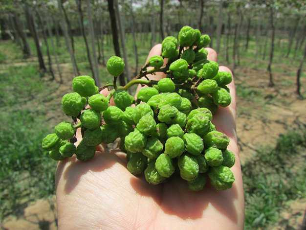 Toàn bộ rẫy nho đều héo rũ - Ảnh: Viễn Sự