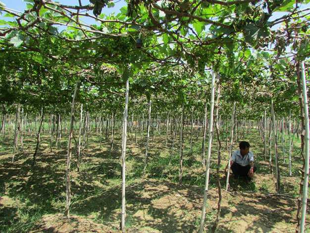 1.300 gốc nho bị kẻ xấu chặt gốc, bỏ thuốc diệt cỏ triệt hạ