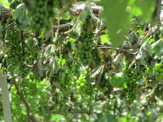 1.300 gốc nho bị kẻ xấu chặt gốc, bỏ thuốc diệt cỏ triệt hạ