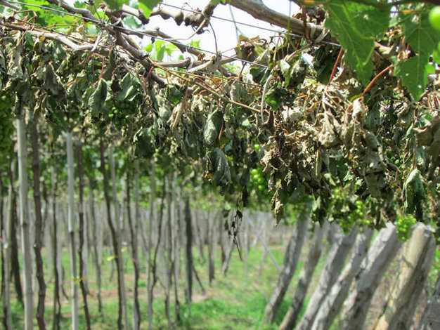 1.300 gốc nho bị kẻ xấu chặt gốc, bỏ thuốc diệt cỏ triệt hạ