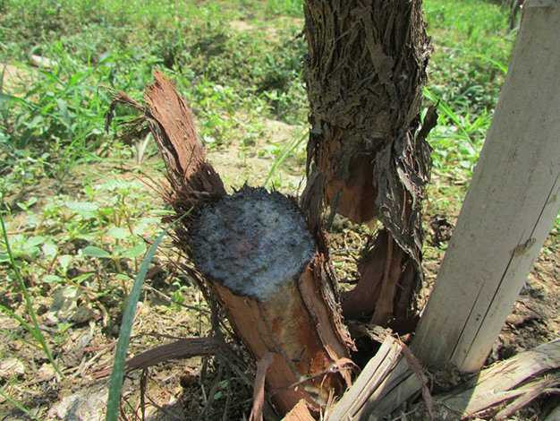 1.300 gốc nho bị kẻ xấu chặt gốc, bỏ thuốc diệt cỏ triệt hạ