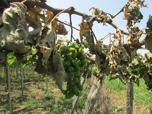 1.300 gốc nho bị kẻ xấu chặt gốc, bỏ thuốc diệt cỏ triệt hạ