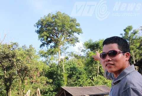 Anh Tòng Văn Quang chỉ cây tổ ong khổng lồ Anh Tòng Văn Quang chỉ cây tổ ong khổng lồ