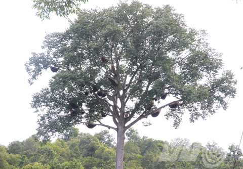 Cây tổ ong trên núi ông Nục Cây tổ ong trên núi ông Nục