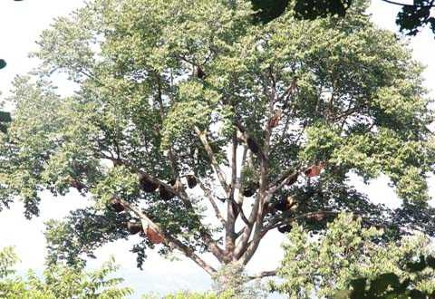 Tổ ong chi chít trên cây mạy nỏng Tổ ong chi chít trên cây mạy nỏng