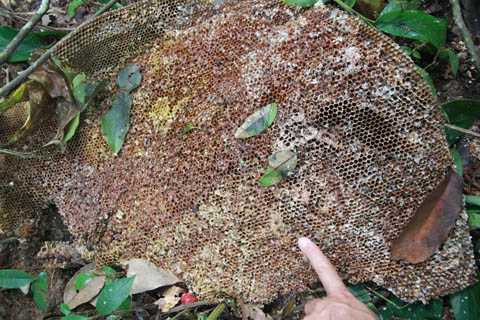 Tổ ong rơi nhiều xuống đất Tổ ong rơi nhiều xuống đất