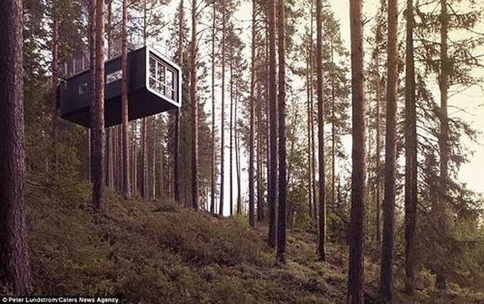 Du khách còn có thể thuê 'Cabin', một phòng nghỉ lạ lùng khác trong khu rừng này. Trang web của Tree hotel phòng nghỉ này “như một con nhộng, một thực thể xa lạ giữa những thân cây”, có giường đôi, phòng tắm và hiên nhà.