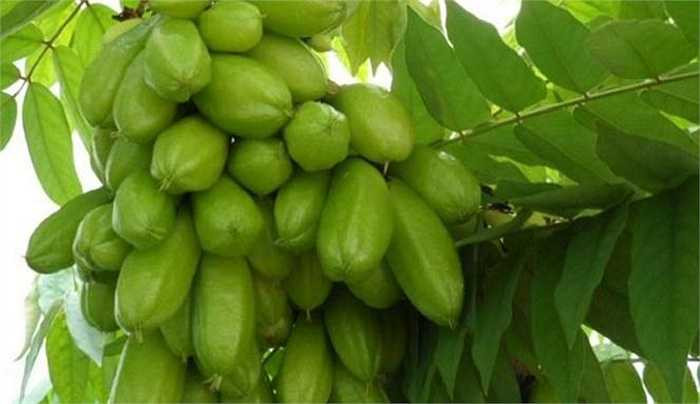 Những chùm khế tàu sai trĩu hứa hẹn một mùa bội thu.