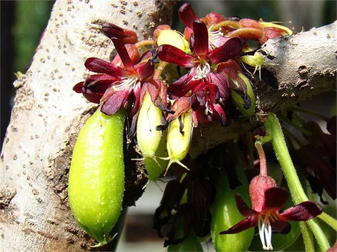 Hoa khế tàu màu đỏ, thường thu hút côn trùng và cả những con tắc kè.