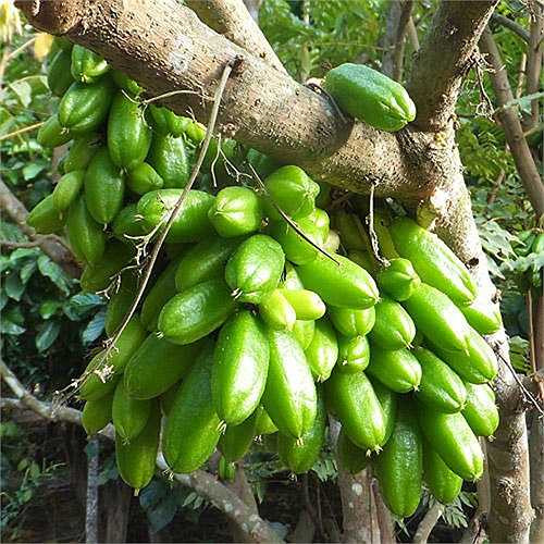 Lá khế tàu còn được dùng làm trà và điều chế thành thuốc dán.