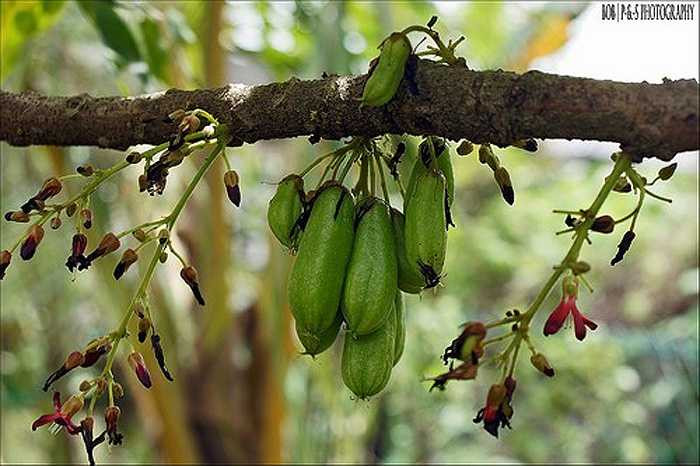 Ở châu Âu, người ta trồng giống khế tàu này trong chậu và đặt cây ở nơi ấm nóng trong mùa đông vì cây không chịu lạnh dưới 10°C.