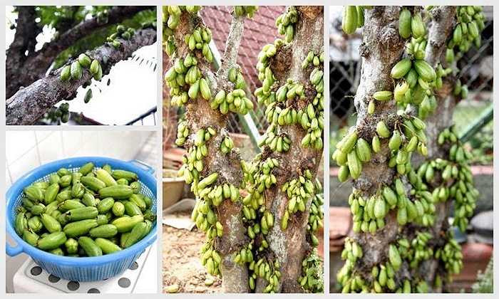 Giống khế tàu cho quả rất năng suất.