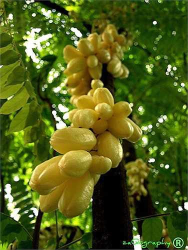 Quả giòn khi còn non xanh sau dần chuyển thành vàng khi chín.