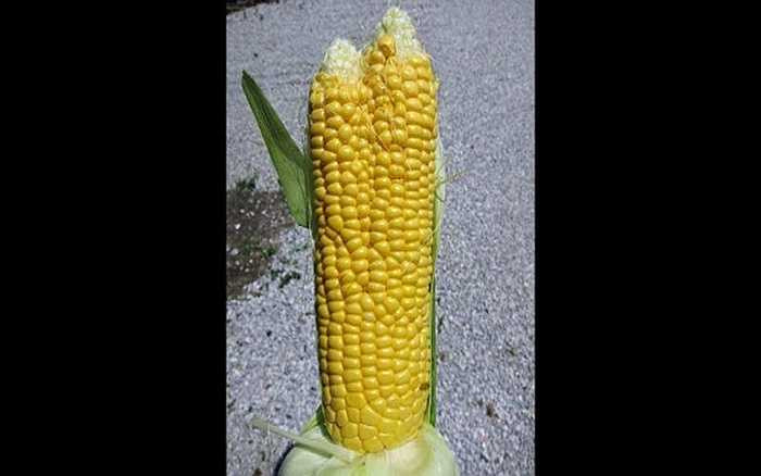 Bắp ngô này chia làm 2 phần được trồng ở vùng đất bị nhiễm phóng xạ