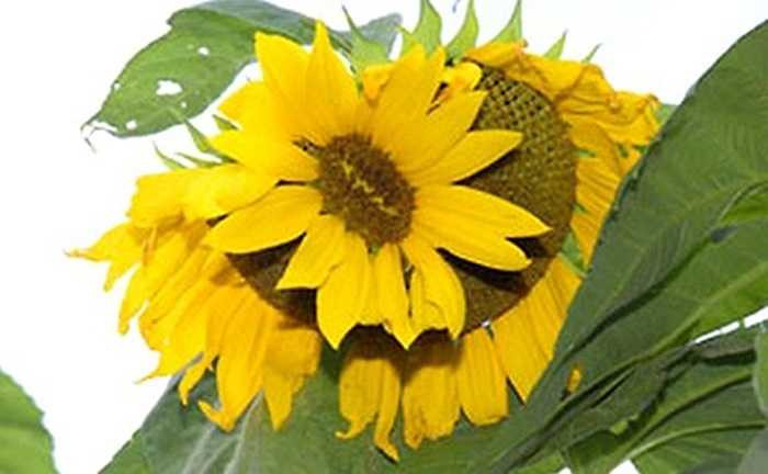 Các loài hoa là ví dụ rõ ràng nhất về sự dị dạng