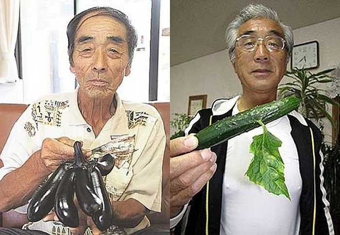 Dưa chuột lá mọc trên thân và các quả cà khác thường