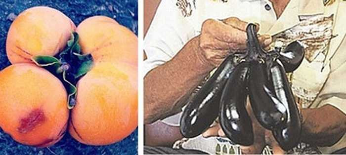 Rất nhiều loại rau củ quả, thực vật khác chịu ảnh hưởng từ phóng xạ rò rỉ