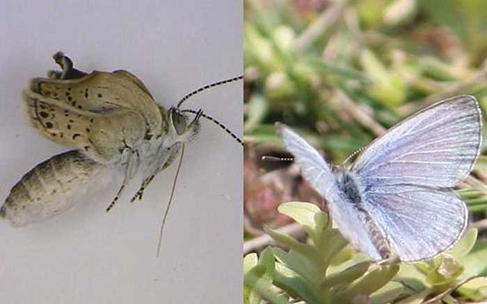 Một con bướm bị nhiễm phóng xạ và có thêm chân, râu và cánh bị biến dạng nặng nề