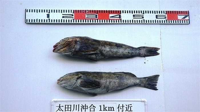 Những con cá này sau đó đã bị cấm đánh bắt vì lượng phóng xạ không ổn định và không an toàn cho người sử dụng