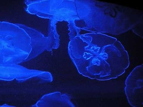 Địa bàn sống chủ yếu của sứa hộp là ở rặng san hô Great Barrier Địa bàn sống chủ yếu của sứa hộp là ở rặng san hô Great Barrier