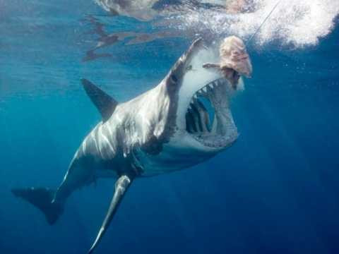 cá mập trắng luôn cắn xé con mồi và ăn thịt trong vòng một vài nốt nhạc. cá mập trắng luôn cắn xé con mồi và ăn thịt trong vòng một vài nốt nhạc.